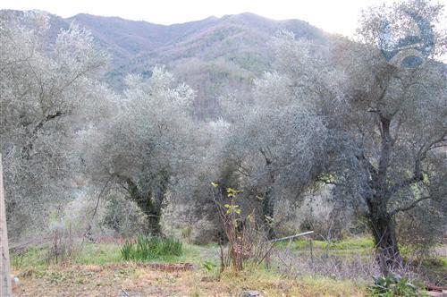 Rustico - Cascina CASANOVA LERRONE vendita    Ligurimmobili