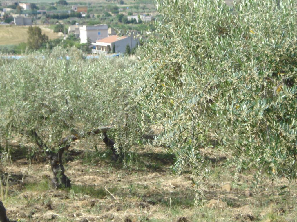 Villa AGRIGENTO vendita    CANTAVENERA ROSARIO