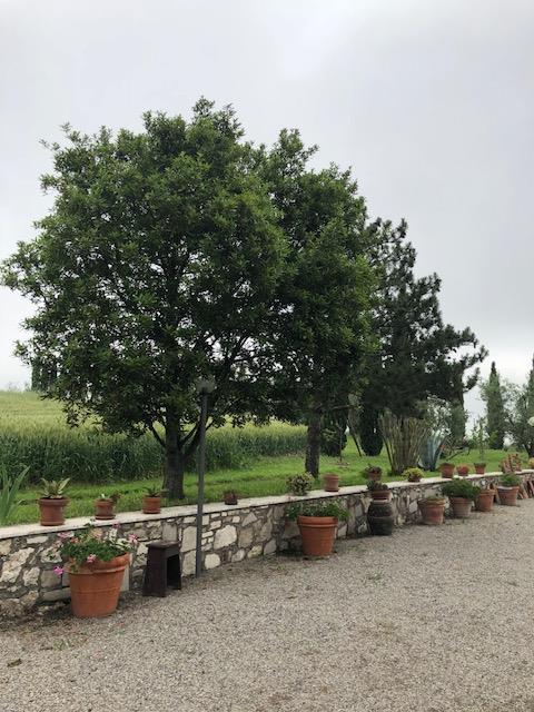 Rustico - Cascina ASCIANO vendita    LIVING DI SERENA VANNONI